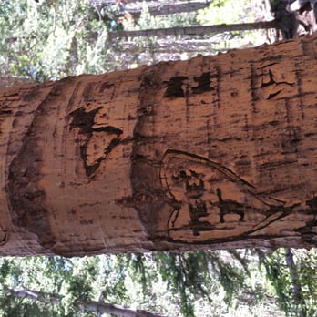 Humphrey's Trail - Come with me, my love... to the tree, the tree of love... did Robert Plant this tree?  buh duh bump! - Hiking Near Me - Flagstaff, Arizona
