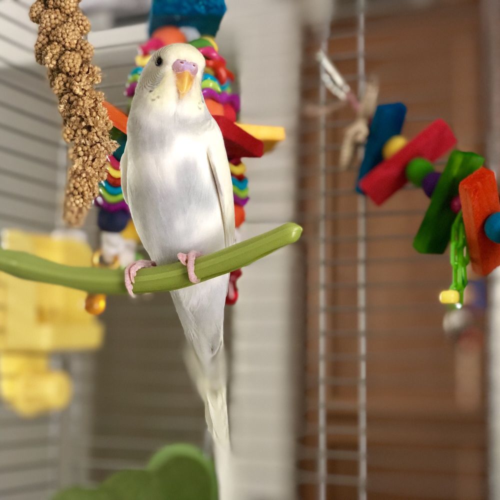Our Feathered Friends - Kahzi - Bird Shops Near Me - San Diego, California