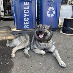 AM Recycle - the yard dog