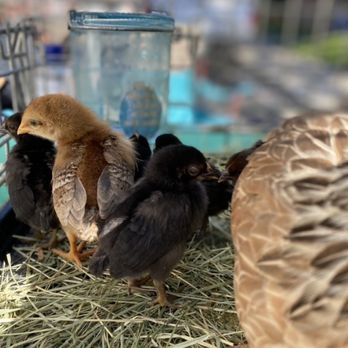 Dirty Bird Ranch - Petting Zoos Near Me