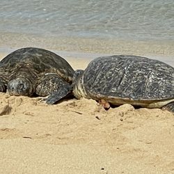 Turtles