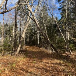 Timber Point Trail