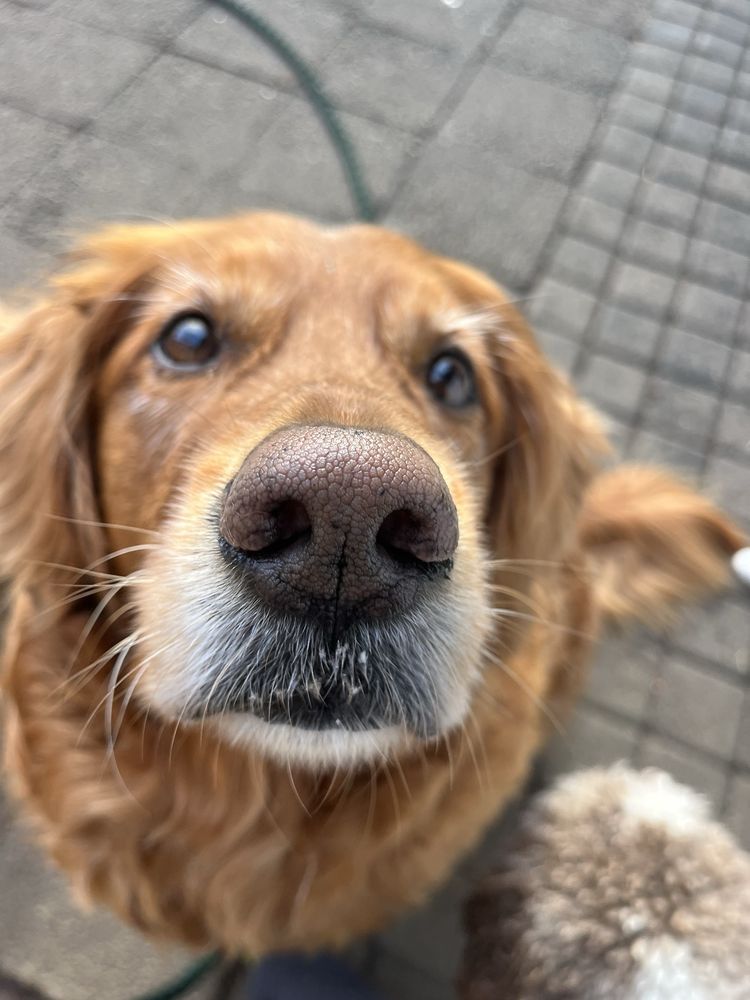 Woof-Tastic Playhouse - pet boarding facility in Portland, OR