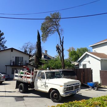 Sacramento Valley Tree Services - Tree Services Near Me Sacramento Valley Tree Services - Tree Services Near Me