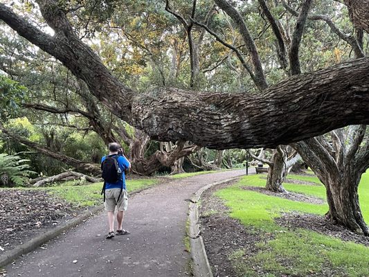 Auckland Domain by null