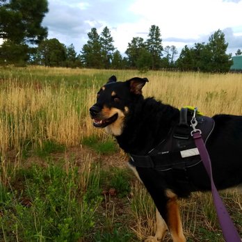 Buffalo Park - "Please let me walk off the trail...i won't get ANOTHER cactus stuck in my paw"... - Parks Near Me - Flagstaff, Arizona
