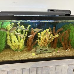 East Providence Public Library - Fish tank