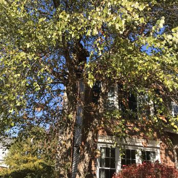 Barrera Tree Service - During the trimming - Tree Services Near Me Barrera Tree Service - During the trimming - Tree Services Near Me