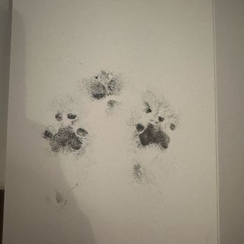 Sunset Animal Hospital - Nose and paw prints - Veterinarians Near Me - Houston, Texas Sunset Animal Hospital - Nose and paw prints - Veterinarians Near Me - Houston, Texas