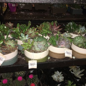 The Home Depot - Succulents - Nurseries & Gardening Near Me - Miami, Florida The Home Depot - Succulents - Nurseries & Gardening Near Me - Miami, Florida