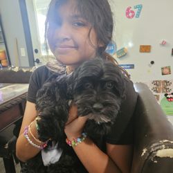Malti Poo Pup - The best dog ever!