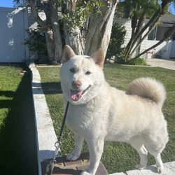 Force-Free Dog Training