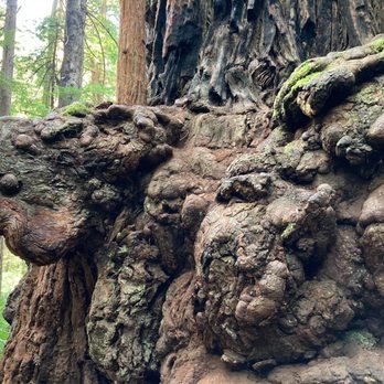 Skunk Cabbage Trail - Ugly burl attached to redwood tree.  Ugly, ugly, ugly ! ! ! - Hiking Near Me - Orick, California