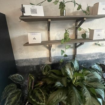 The Boy & The Bear - Decor - Coffee Roasteries Near Me - Westchester, California