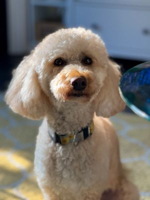 Moby's Lobster Deck by null