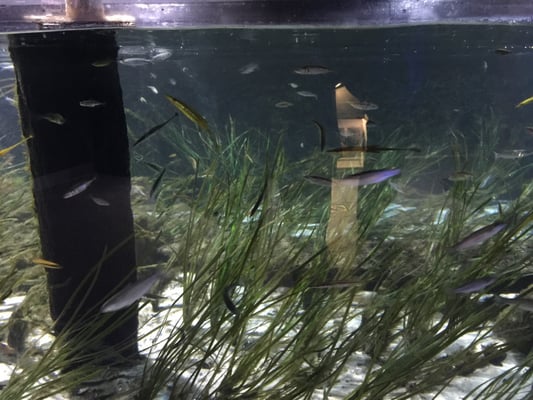 Aquarium GEOMAR by null