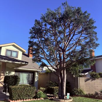 Los Alamitos Tree Service - Completed thinning of front yard tree. - Tree Services Near Me Los Alamitos Tree Service - Completed thinning of front yard tree. - Tree Services Near Me