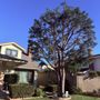Photo of Los Alamitos Tree Service