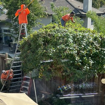 Stumpy's Tree Service - Two man job - Tree Services Near Me - Livermore, California Stumpy's Tree Service - Two man job - Tree Services Near Me - Livermore, California