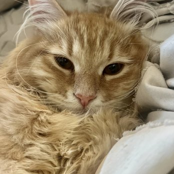 Smithaven Veterinary Hospital - Veterinarians Near Me - Saint James, New York Smithaven Veterinary Hospital - Veterinarians Near Me - Saint James, New York