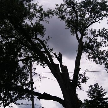 Dave's Tree and Lawn - Tree Services Near Me - Indianapolis, Indiana