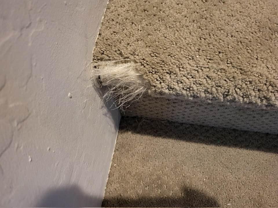 HORIZON CARPET, UPHOLSTERY, TILE & GROUT CLEANERS & REPAIR Updated