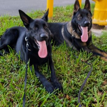 RolanDogs - Very energetic youngsters showing a good Down & Stay. - Pet Training Near Me RolanDogs - Very energetic youngsters showing a good Down & Stay. - Pet Training Near Me