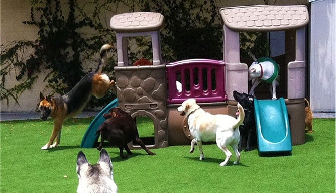 lax dog boarding