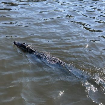 Airboat Adventures - Gator - Boat Tours Near Me - Lafitte, Louisiana Airboat Adventures - Gator - Boat Tours Near Me - Lafitte, Louisiana