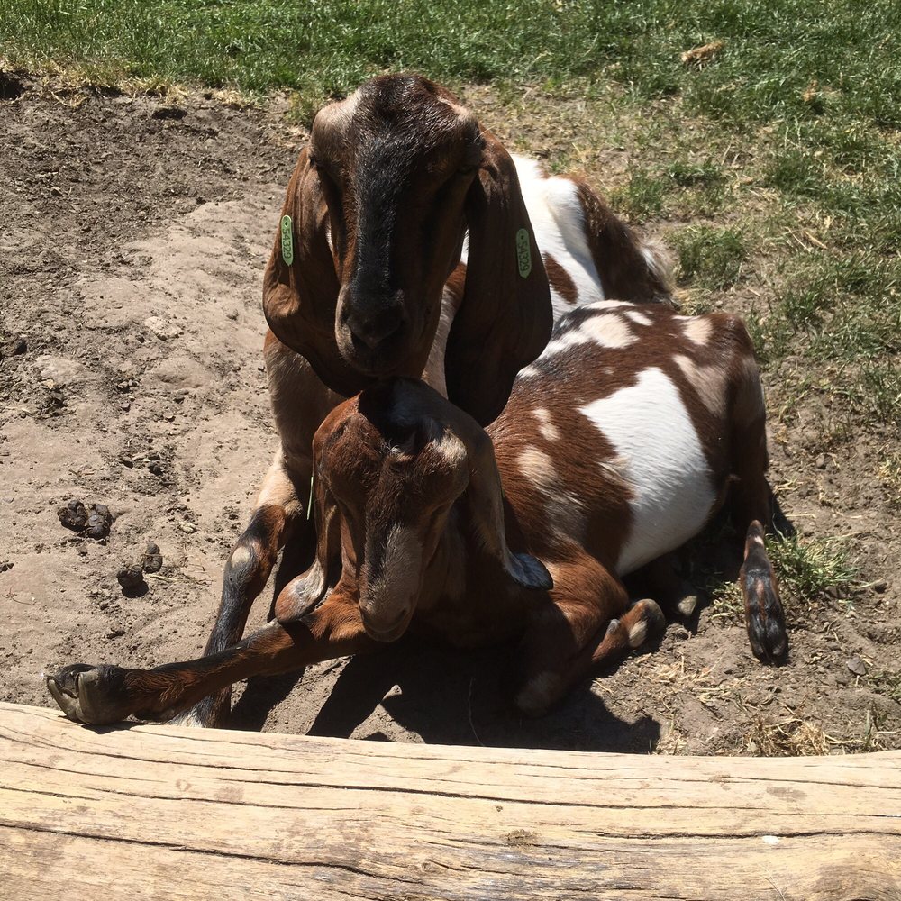 Kinderboerderij de Blijde Wei