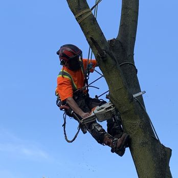 Hendrik Tree Service - Tree Services Near Me Hendrik Tree Service - Tree Services Near Me