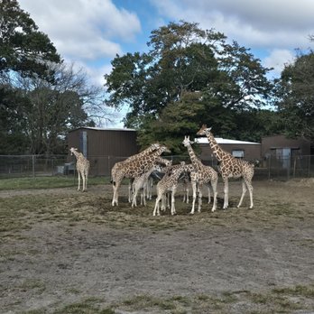 Great Adventure Safari - Zoos Near Me - Jackson, New Jersey