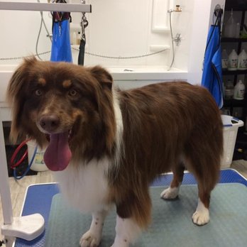 Kathy's Mutt Cuts - Pet Groomers Near Me - Victoria, British Columbia Kathy's Mutt Cuts - Pet Groomers Near Me - Victoria, British Columbia