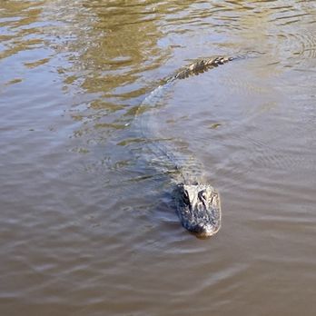 Ragin Cajun Airboat Tours - Swimming Gator - Boat Tours Near Me - Luling, Louisiana Ragin Cajun Airboat Tours - Swimming Gator - Boat Tours Near Me - Luling, Louisiana