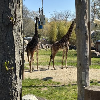 Roger Williams Park Zoo - Giraffes - Zoos Near Me - Providence, Rhode Island Roger Williams Park Zoo - Giraffes - Zoos Near Me - Providence, Rhode Island