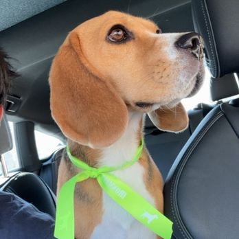 Ironmaya Pet Grooming - Happy dog after pick up - Pet Groomers Near Me - Arcadia, California Ironmaya Pet Grooming - Happy dog after pick up - Pet Groomers Near Me - Arcadia, California