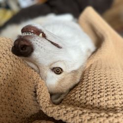 Community Bark Dog Wash & Groom