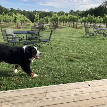 Divine Llama Vineyard - Wineries Near Me - East Bend, North Carolina Divine Llama Vineyard - Wineries Near Me - East Bend, North Carolina