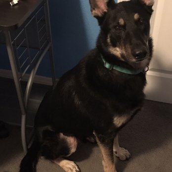 Sit Means Sit - Pet Training Near Me - Colorado Springs, Colorado Sit Means Sit - Pet Training Near Me - Colorado Springs, Colorado