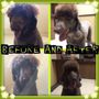 Photo of Whitecourt Kennels