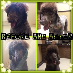 Whitecourt Kennels - Our certified pet stylist is ready to pamper your dog! Book for grooming only or pair it with our dog boarding and dog daycare services!