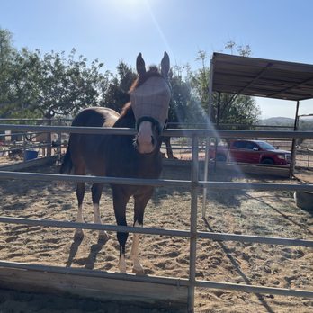 Henderson Ranch - Horse Boarding Near Me - Perris, California Henderson Ranch - Horse Boarding Near Me - Perris, California