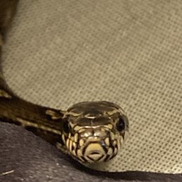 What a handsome boy.  My baby Russian Rat snake.  He is very friendly and very curious.  What a face!