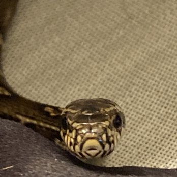Parker Exotic Pets - What a handsome boy.  My baby Russian Rat snake.  He is very friendly and very curious.  What a face! - Pet Stores Near Me - Parker, Colorado