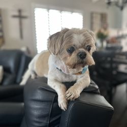 Club Mutt - My little old man after his last grooming session