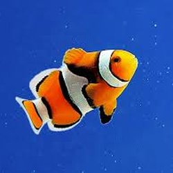 Northside Aquatics llc