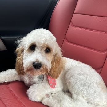 Dashing Dog Grooming - Pet Groomers Near Me - Houston, Texas Dashing Dog Grooming - Pet Groomers Near Me - Houston, Texas