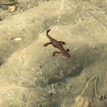 Orange Torpedo Trips - Red belly newt - Rafting/Kayaking Near Me - Merlin, Oregon Orange Torpedo Trips - Red belly newt - Rafting/Kayaking Near Me - Merlin, Oregon