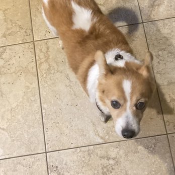 Pampered Pet Grooming & Spa - Pet Groomers Near Me - Tracy, California