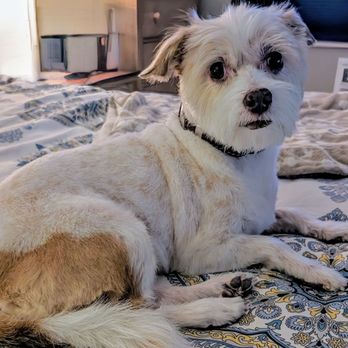 Mobile Pet Shine - Penny, just AFTER her Mobile Pet Shine grooming appointment. - Pet Groomers Near Me - Englewood, Colorado Mobile Pet Shine - Penny, just AFTER her Mobile Pet Shine grooming appointment. - Pet Groomers Near Me - Englewood, Colorado